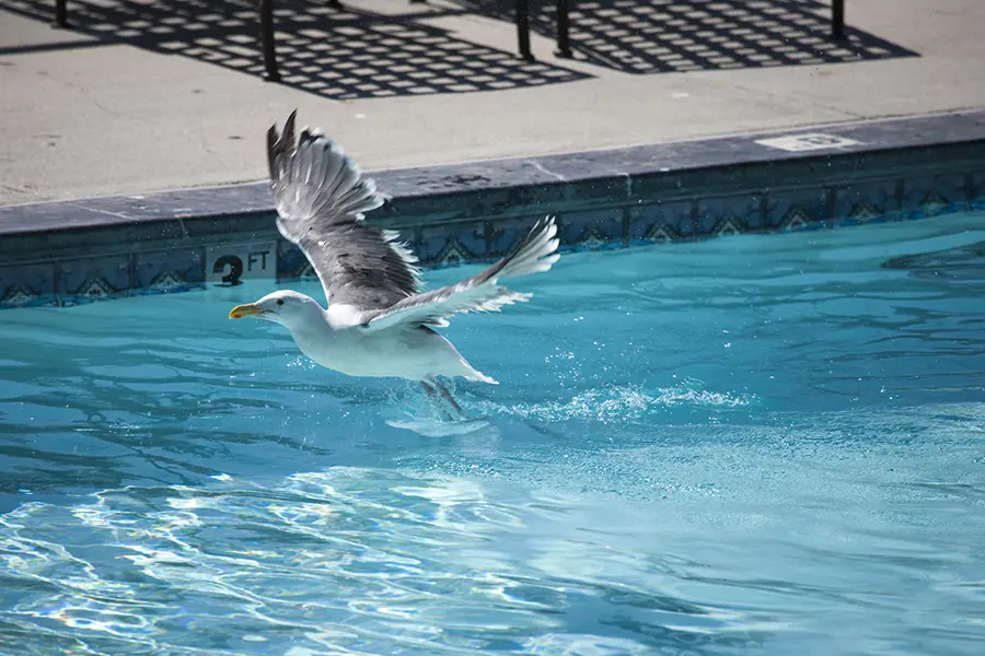 Keep Birds From Pooping On Your Pool Deck