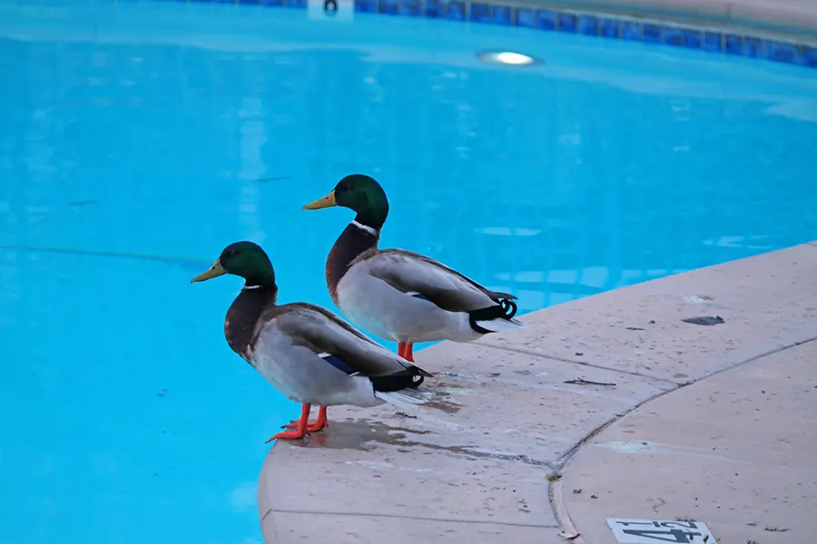 Keep Birds From Pooping On Your Pool Deck