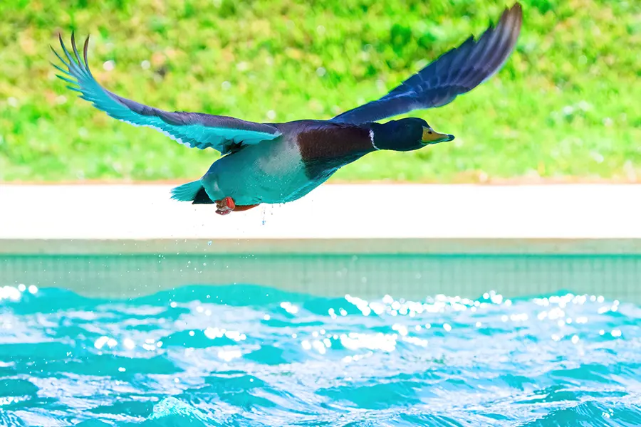 Keep Birds From Pooping On Your Pool Deck